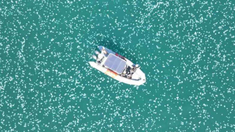 Jellyfish Swarm Along Israel's Coast Take Over Beach From Summer Bathers, Climate Change Blamed (Watch Video)