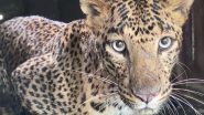 Maharashtra: 2.5-Year-Old Female Leopard Spotted in Nashik’s Ashok Nagar, Rescued After Being Tranquilized (See Pics)
