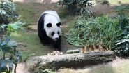 An An, World's Oldest Male Giant Panda, Dies at Age 35 at Ocean Park in Hong Kong