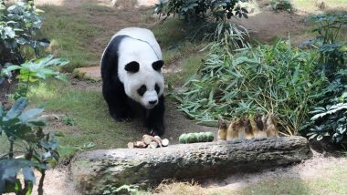 An An, World’s Longest-Living Male Giant Panda Under Human Care, Dies at 35 in Hong Kong