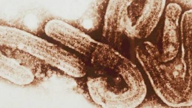 Marburg Disease: Nigeria on Alert After 2 in Ghana Die From Ebola-Like Virus