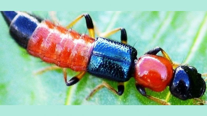 Nairobi Fly A Serious Health Threat in Bihar’s Seemanchal Region