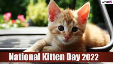 National Kitten Day 2022: Cute Baby Cat Videos To Celebrate This Adorable Animal Day