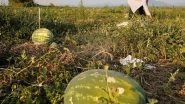 World News | Chinese Real Estate Developers Accepting Watermelons as Payment