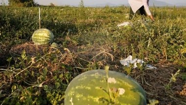 World News | Chinese Real Estate Developers Accepting Watermelons as Payment
