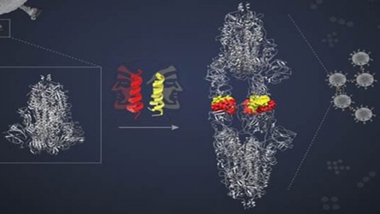 Scientists Develop Novel Mechanism To Inactivate SARS-CoV-2 Virus by Blocking Their Entry to Cells &amp; Reducing Infection Ability
