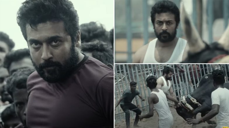 Vaadivaasal: Suriya Trains With Jallikattu Fighters to Tackle a Bull in This BTS Video From Vetrimaaran Directorial – WATCH