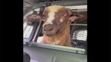 Entertainment News | Viral Video of Stray Sheep in Police Cruiser Leaves the Internet Amused