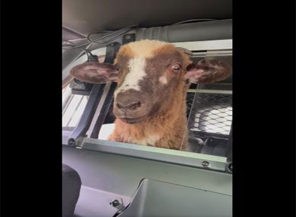 Entertainment News | Viral Video of Stray Sheep in Police Cruiser Leaves the Internet Amused