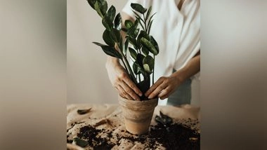 Health News | Gardening Can Promote Better Mental Health: Study