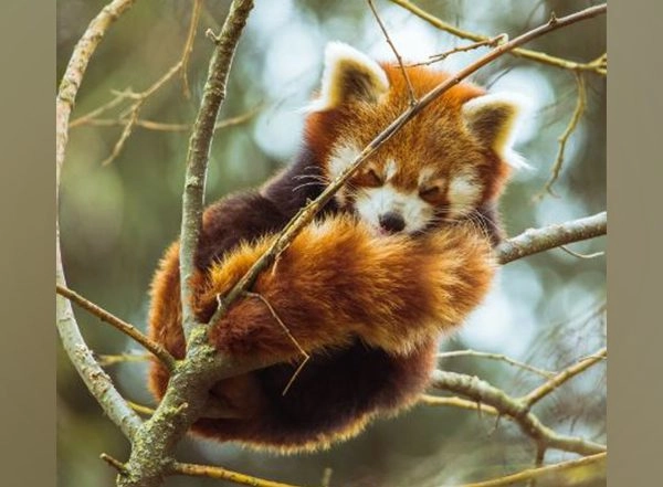 Science News | Research Provides Hope to Endangered Species