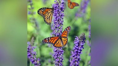 Science News | Research Reveals Genes from Microbes Crucial for Insect Evolution