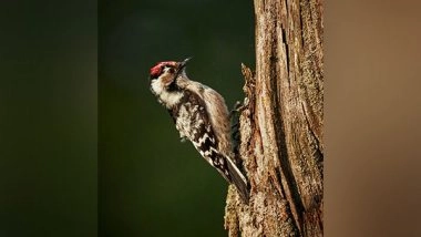 Science News | Do You Know Woodpeckers' Heads Act More Like Stiff Hammers Than Safety Helmets? Study Reveals