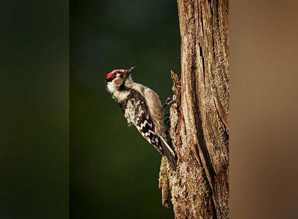 Science News | Do You Know Woodpeckers' Heads Act More Like Stiff Hammers Than Safety Helmets? Study Reveals