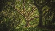 Science News | Study Reveals Oak Tree Thought to Be Extinct Are Now in Immediate Need of Conservation