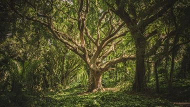 Science News | Study Reveals Oak Tree Thought to Be Extinct Are Now in Immediate Need of Conservation