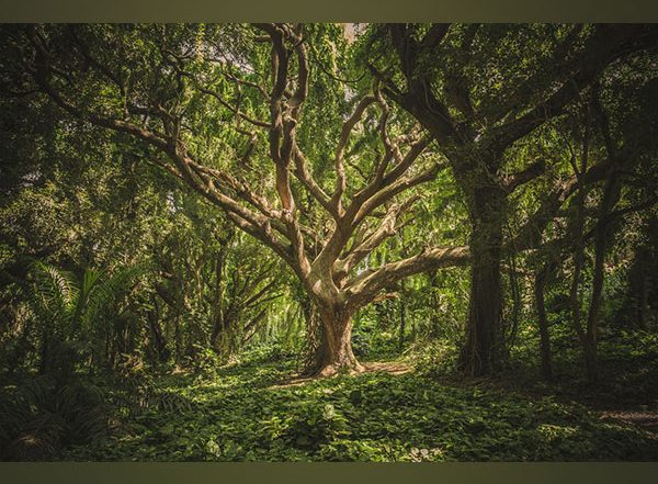 Science News | Study Reveals Oak Tree Thought to Be Extinct Are Now in Immediate Need of Conservation