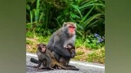 Science News | Electrical Stimulation Improves Arm Control in Paralyzed Monkeys
