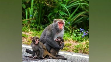 Science News | Electrical Stimulation Improves Arm Control in Paralyzed Monkeys