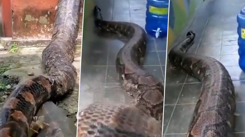 Giant Python Caught Entering a House From Front Door; Viral Video of The Behemoth Snake Will Break You Out in Cold Sweat!