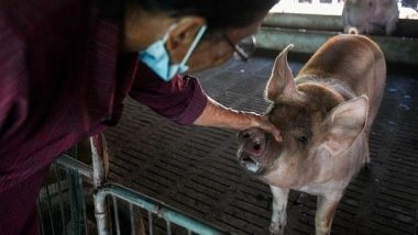 India News | Uttarakhand Confirms Cases of African Swine Fever