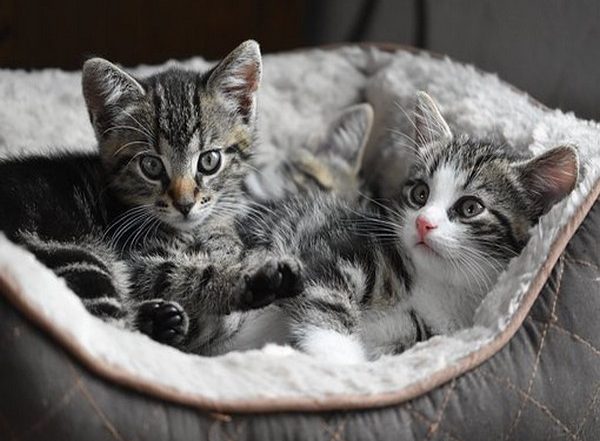 Health News | Study Finds Cats Injured in Wildfires at Deadly Blood Clots Risk