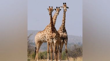 Science News | Study Reveals How Young Giraffes Escape from Its Predators