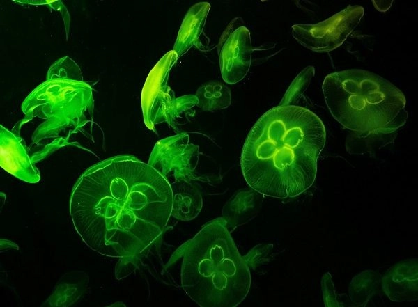 World News | China's Wuhan Reports One Case of Cholera