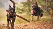 Health News | Study: Dog Ancestry Traces Back to Two Wolf Populations