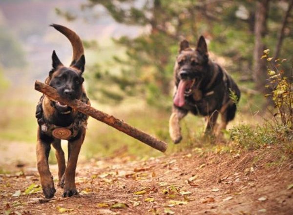 Dog Attacks: After Noida, Meerut Civic Body Proposes Rs 10,000 Fine on Owner If Pet Dog Bites