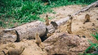 Science News | Study: Burrowing Animals to Recover After Largest Mass Extinction