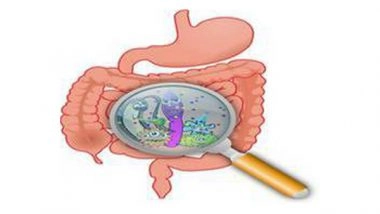 Health News | Do You Know Small Intestinal Microbiome Prevents Obesity and Type 2 Diabetes in Our Gut?