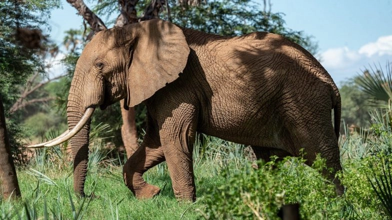Angry Elephant Destroys House in Bijnor