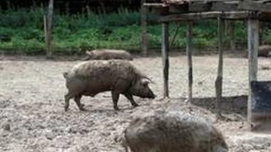 India News | Assam: Golaghat District Administration Bans Sale of Pig, Piglet, Pig Feed in View of African Swine Fever