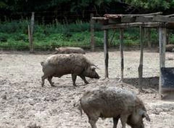 India News | Assam: Golaghat District Administration Bans Sale of Pig, Piglet, Pig Feed in View of African Swine Fever