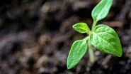 Science News | Research Finds Molecules That Boost Plant Immunity