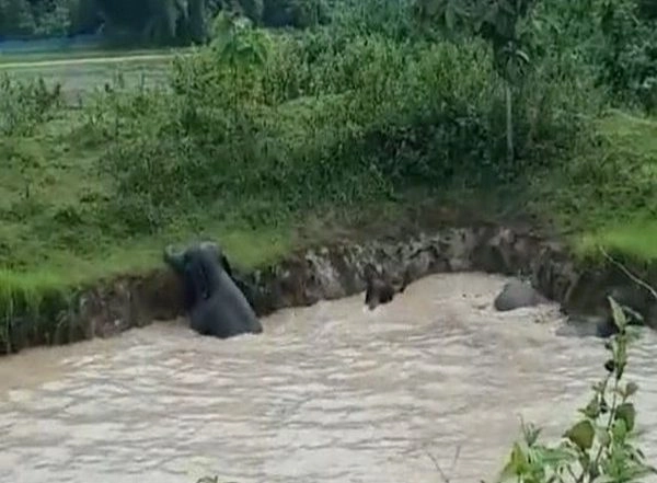 India News | Six Elephants Stranded in Muddy Pond Rescued in Assam's Goalpara