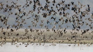 Science News | Study Reveals How Heat Waves Could Lead to Avian Population Decline