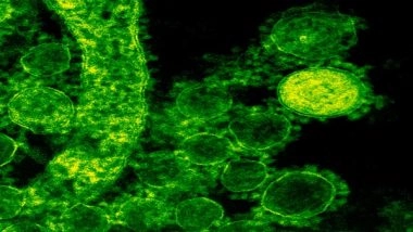 Health News | Curbing Candida: The Cells That Keep Fungal Infections at Bay