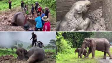 Mother Elephant Faints Due to Stress After her Calf Falls into Manhole; Viral Video of Rescuers Frantically Performing CPR to Revive The Wild Animal Earns Praises