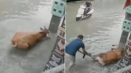Shopkeeper Saves Cow From Getting Electrocuted in Punjab's Mansa; His Random Act of Kindness and Bravery Goes Viral on Internet