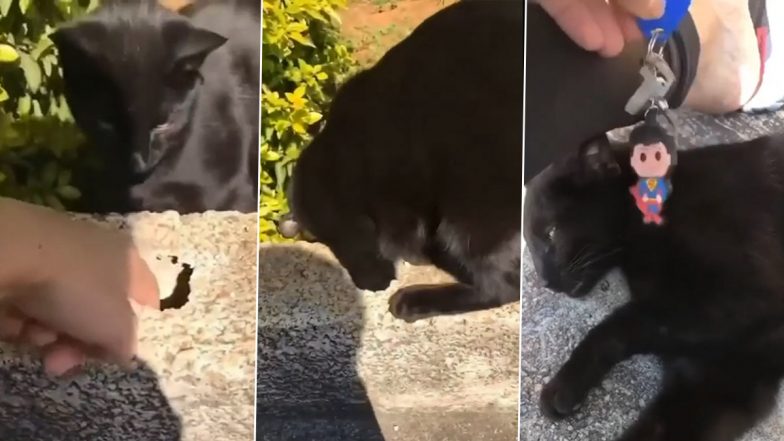 Clever Cat! Viral Video of Cat Helping Human to Retrieve Keys From a Hole Will Perk Up Your Mood! 