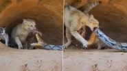 Cat Vs Snake! Brave Feline Fends Off Attacking Python to Save Her Kittens; Watch Viral Video