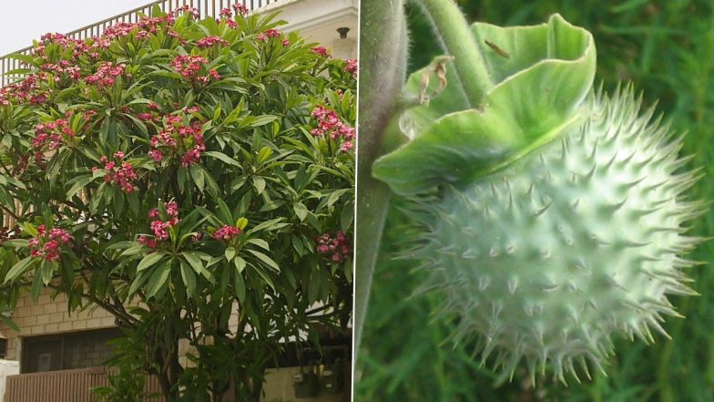Sawan Maas 2022 Lucky Plants: From Champa Tree To Dhatura; 4 Auspicious Plants To Bring Positiveness, Wealth And Healthfulness During The Shravana Month