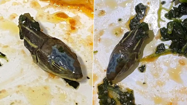 Severed Snake Head in Airline Meal! Flight Attendant Claims to Find Dead Reptile in Food That Will Make You Retch (Watch Viral Video)