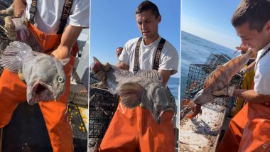 Giant Devil Fish! US Fisherman Catches Monster Wolf Fish, Gives It a Lobster and Throws It Back into The Ocean in Viral Video 