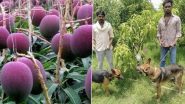 World's Costliest Mango Miyazaki is Worth Rs 2.7 Lakh Per Kg! MP Farmer 3 Guards and 6 Dogs to Protect the Ruby-Coloured Fruit (See Pics)