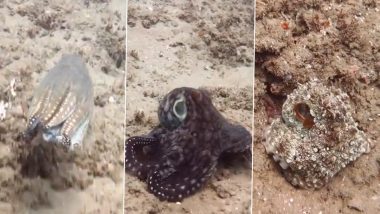Colour-Changing Octopus! Viral Video of Mollusk Changing its Appearance While Swimming Leaves Netizens Mesmerised