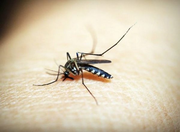 Japanese Encephalitis Spread in India: Mosquito-Borne Disease Claims 44 Lives in Assam So Far
