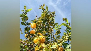 Lifestyle News | Study: Eating Bright-coloured Fruits Helps Women Live Longer